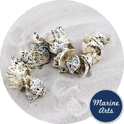 8075 - Drilled - Star Limpet - Sea Shell Garland